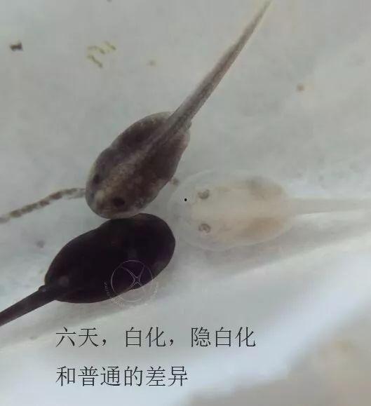 国产蝌蚪网,探索创新科技，引领未来生活新潮流